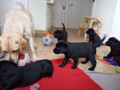 Foto bij Meet Rosie's gang