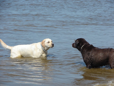 Foto bij Jaarlijkse Stranddag