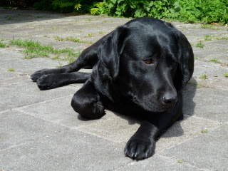 Foto bij Bibi: Our Girl on Fire