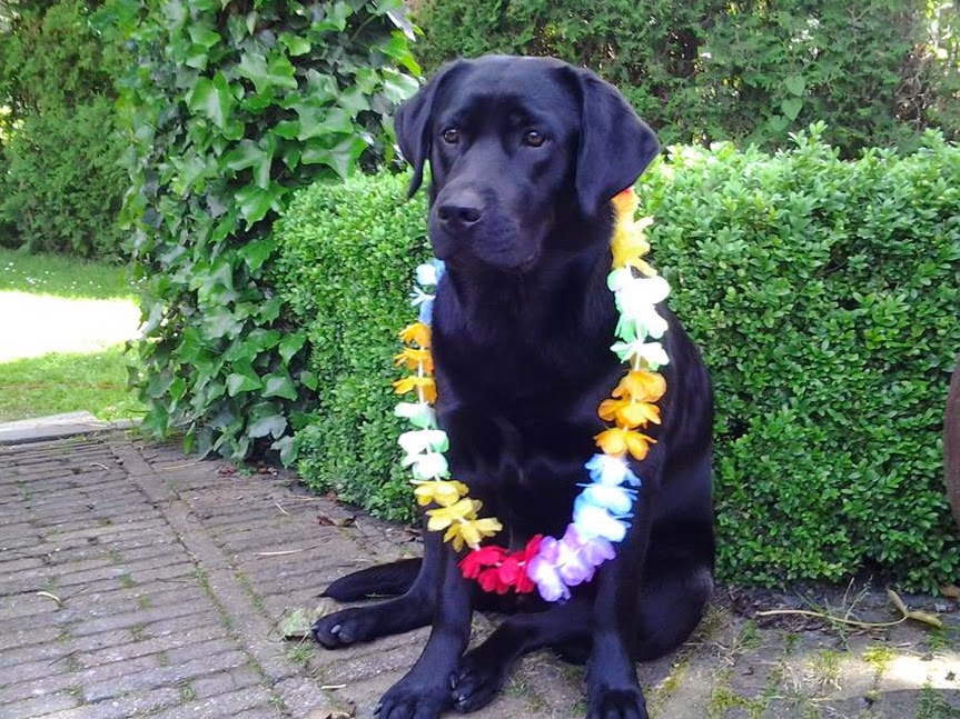 Foto bij Bibi's Dotjes 1 jaar!
