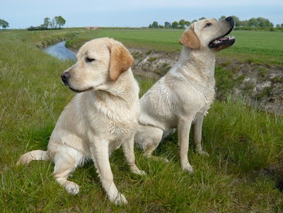 Foto bij Zeven jarigen!