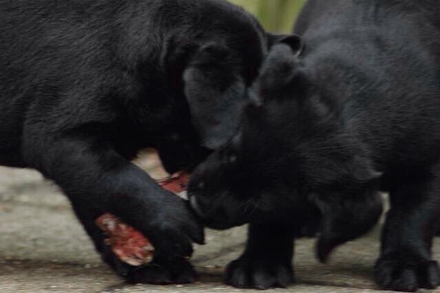 Foto bij It's all about the BONE!