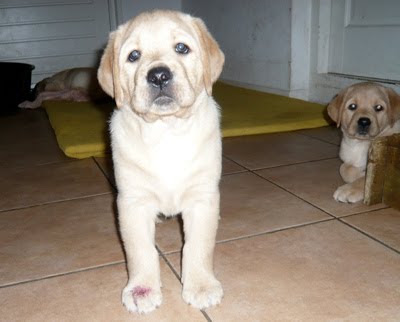 Foto bij Puppy Rituals...