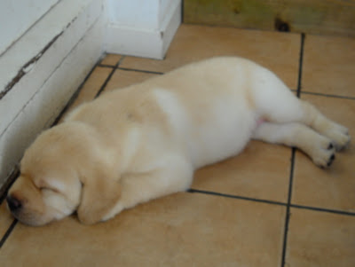 Foto bij Puppy investigations