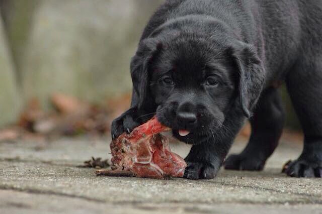 Foto bij It's all about the BONE!