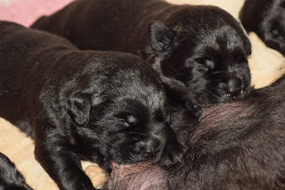 Foto bij Kleine Keetjes