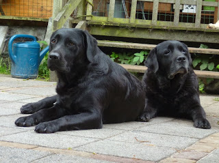 Foto bij Ollie 13 jaar!