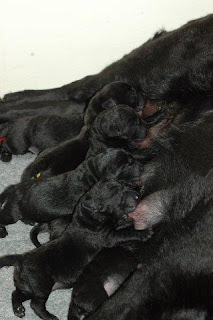 Foto bij Puppies bij donderslag!