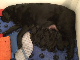 Foto bij Puppies bij donderslag!