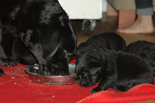 Foto bij Eerste Picknick 