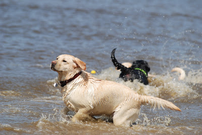 Foto bij Jaarlijkse Stranddag