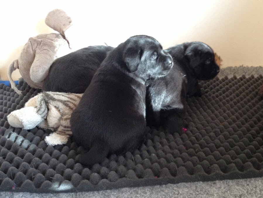 Foto bij Pupdate
