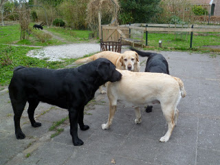 Foto bij Tuinieren