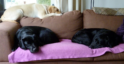Foto bij Couch Patatoes