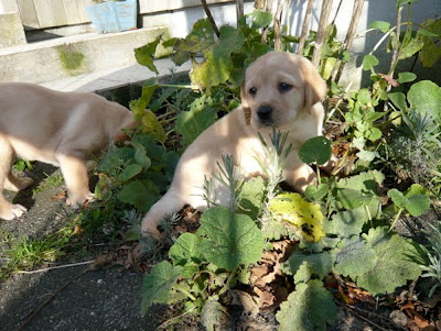 Foto bij Puppy investigations