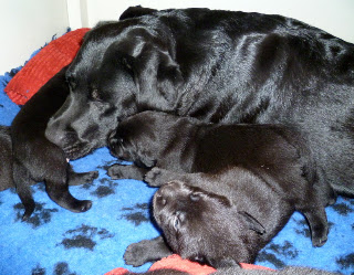 Foto bij Van walrus naar mini-laab