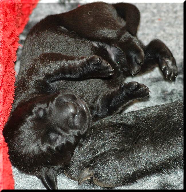 Foto bij Bibi's L-nest is geboren!
