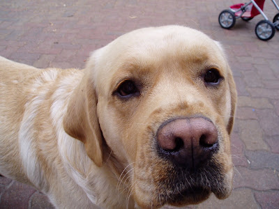 Foto bij Sugar's mannen