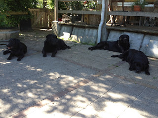 Foto bij Staying Cool @Wishstone