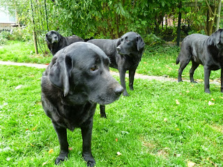 Foto bij Cato in vol ornaat