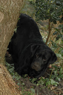 Foto bij Bibi's P-nest