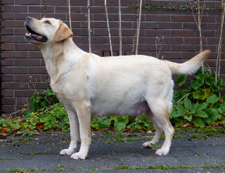 Foto bij Als warme broodjes: Baguette's H-nest is geboren!