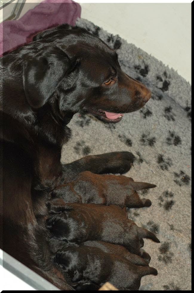 Foto bij Bibi's Babes
