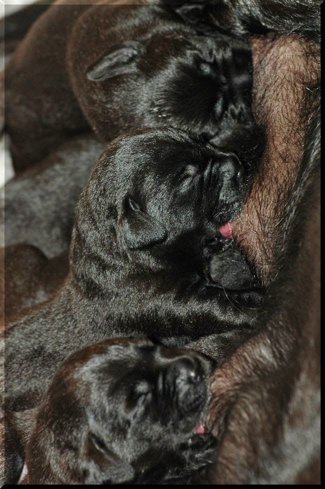 Foto bij Bibi's Babes
