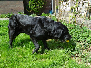 Foto bij Ollie 13 jaar!