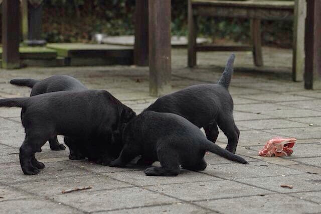 Foto bij It's all about the BONE!