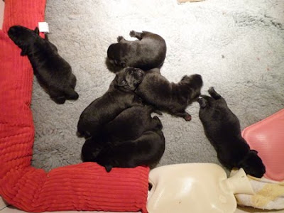 Foto bij Coup de Coeur: Rosie's C-nest