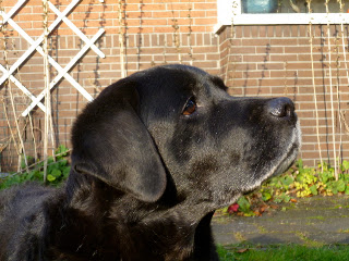 Foto bij Ollie: 12 Jaar en nog steeds een beetje pup