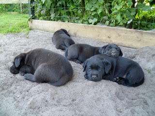 Foto bij Buitenleven