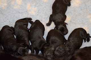Foto bij Bibelotjes!!!