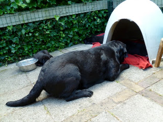 Foto bij Buitenleven