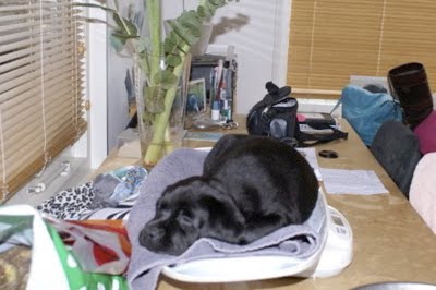 Foto bij Puppy Rituals...