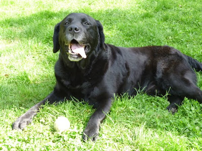 Foto bij Ollie's jubileum!
