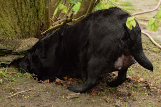 Foto bij Het avontuur van LouLou en haar Wishstone Y-nest