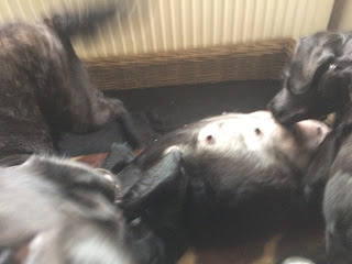 Foto bij Het dubbel dikke buiken blog