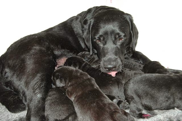 Foto bij Gezoogd en gebotteld