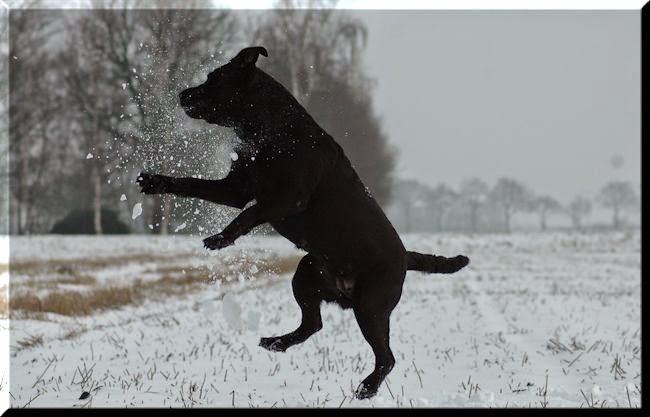 Foto bij Let it SNOW!