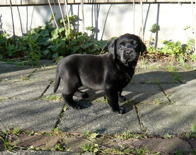 Foto bij Puppy investigations