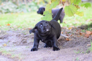 Foto bij Buitenbeestjes
