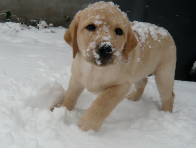 Foto bij Let is snow let it snow let it snowww!
