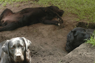 Foto bij Staying Cool @Wishstone