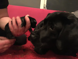 Foto bij Sophie pakt uit!