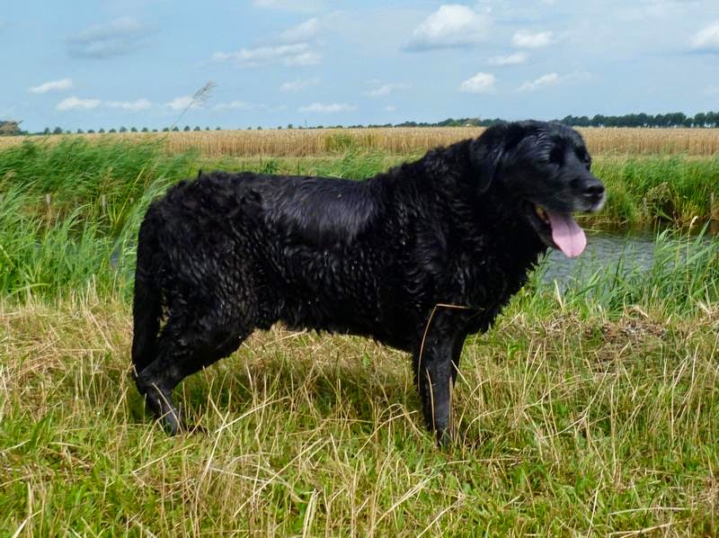 Foto bij Ollie 27 november 2000 - 30 mei 2014