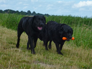 Foto bij Ollie 13 jaar!