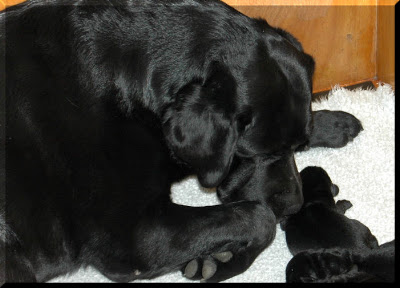 Foto bij Baguette et ses 6 petits pains