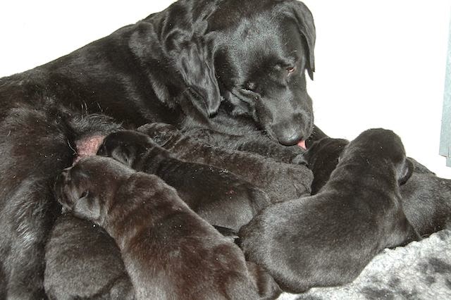 Foto bij Gezoogd en gebotteld